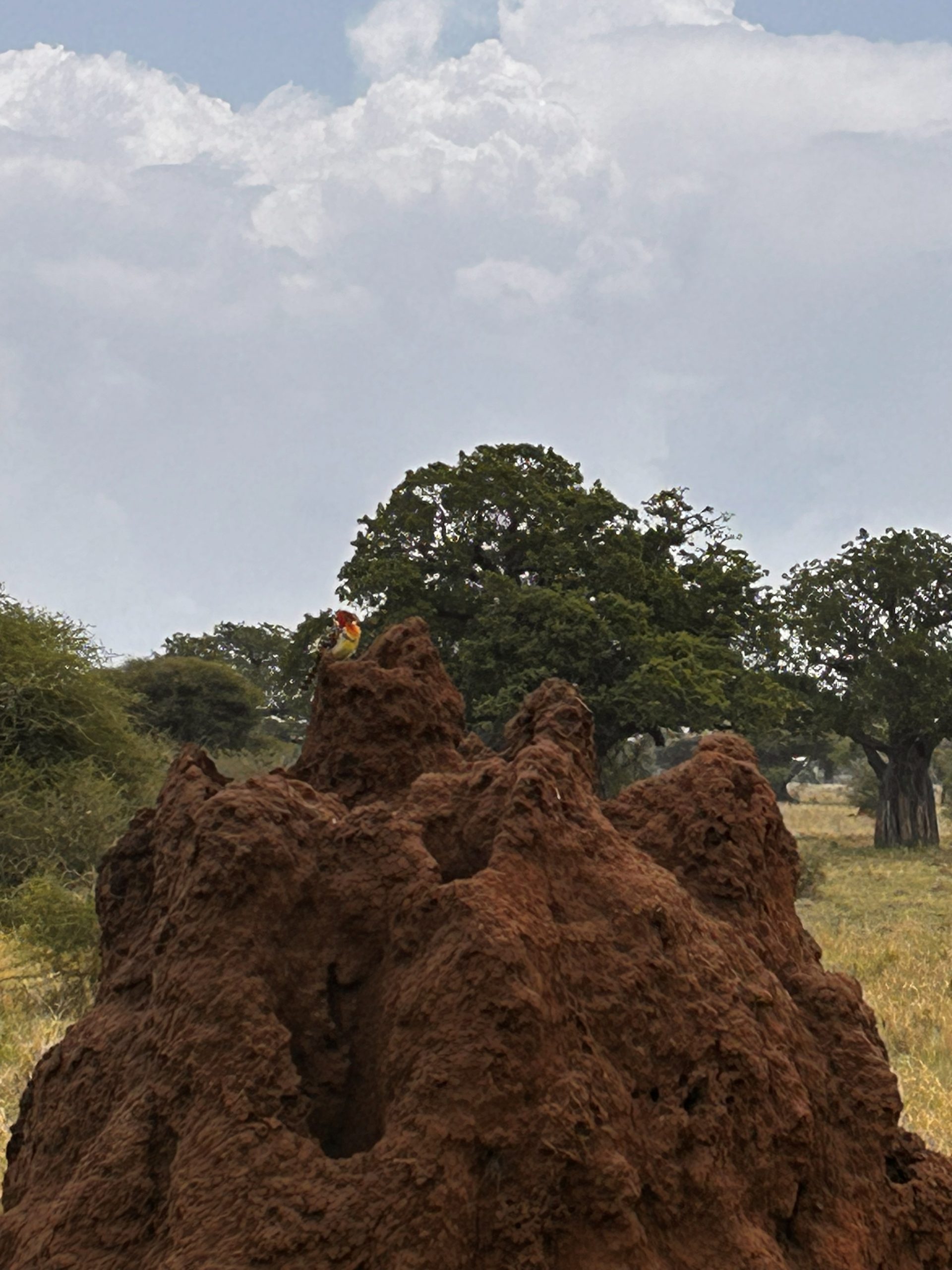 Towering red termite mound with colorful bird perched on top, Tarangire savanna